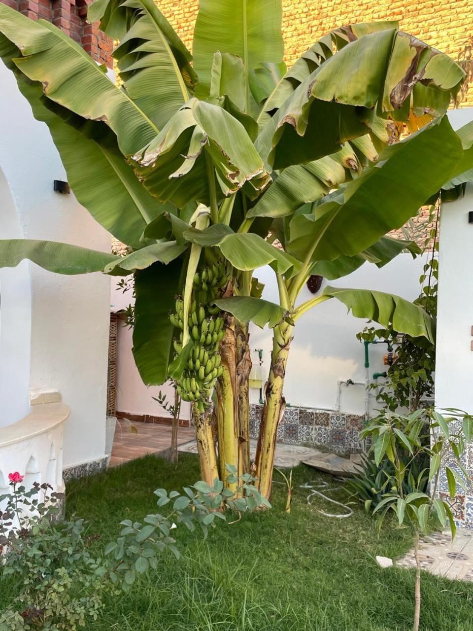 Villa Kemet Jazirat al Awwamiyah Exteriör bild